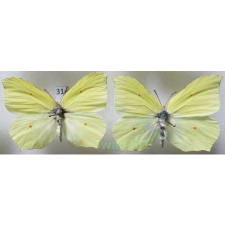 Gonepteryx rhamni (Linnaeus, 1758) 2xmale Poland31e
